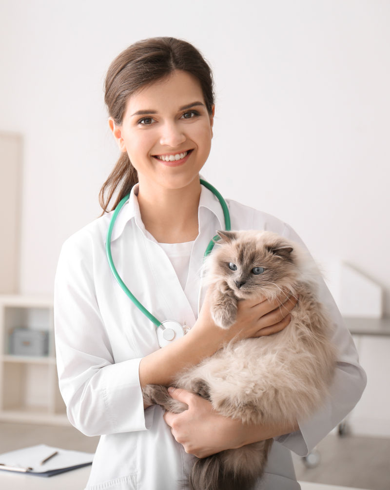 Young veterinarian holding cat in clinic